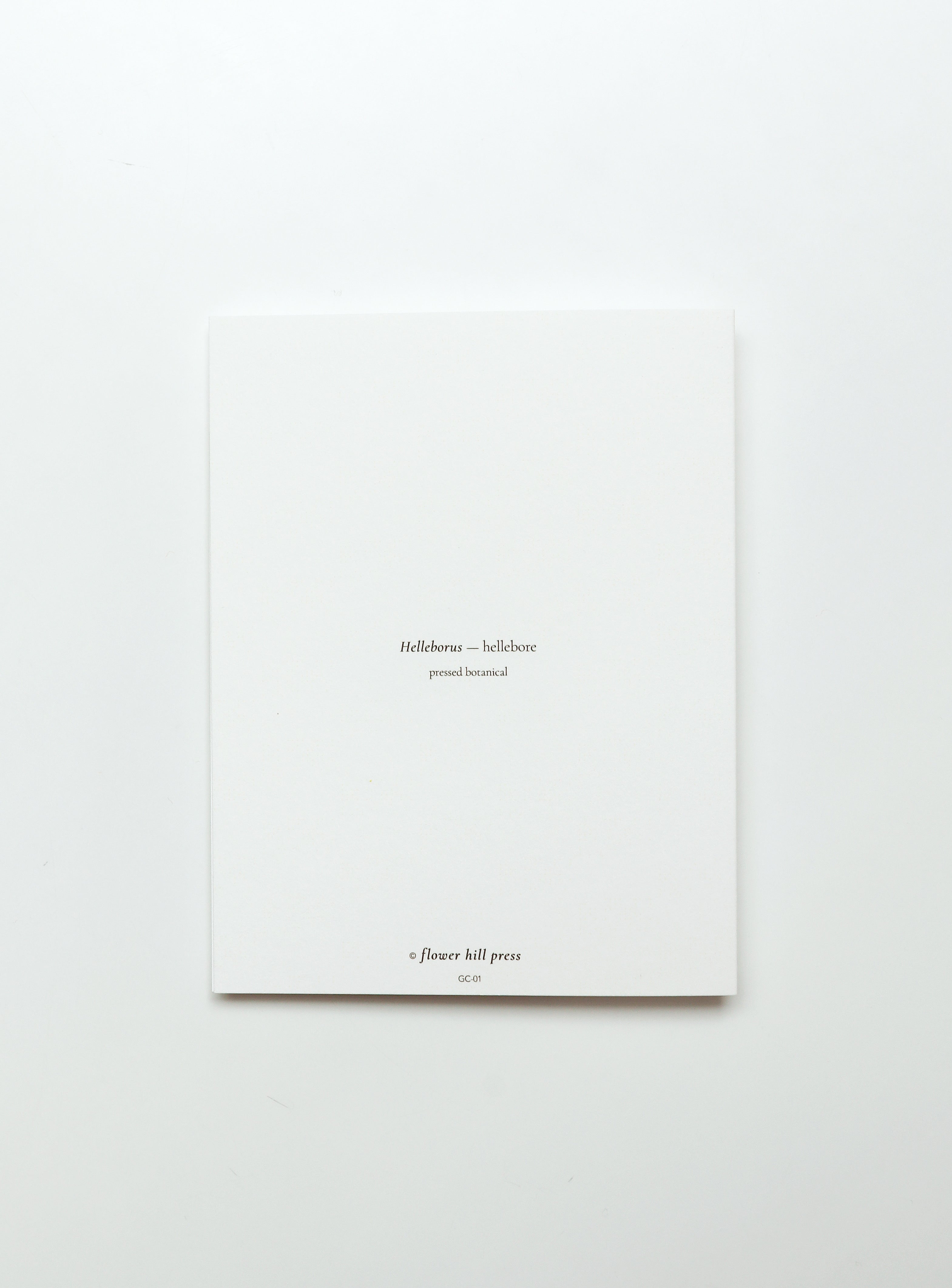 Hellebore — Plum