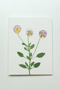 Pansy