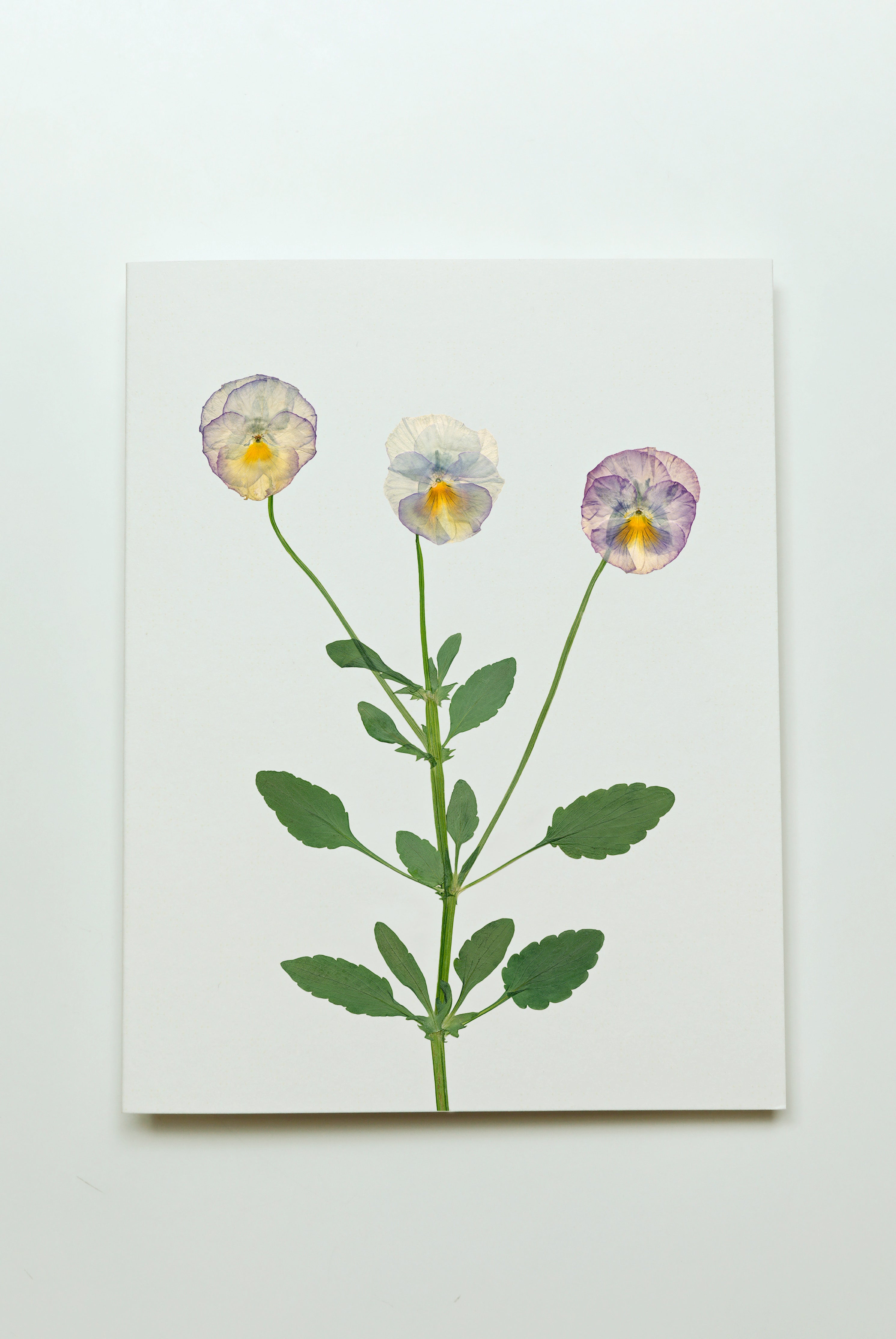 Pansy