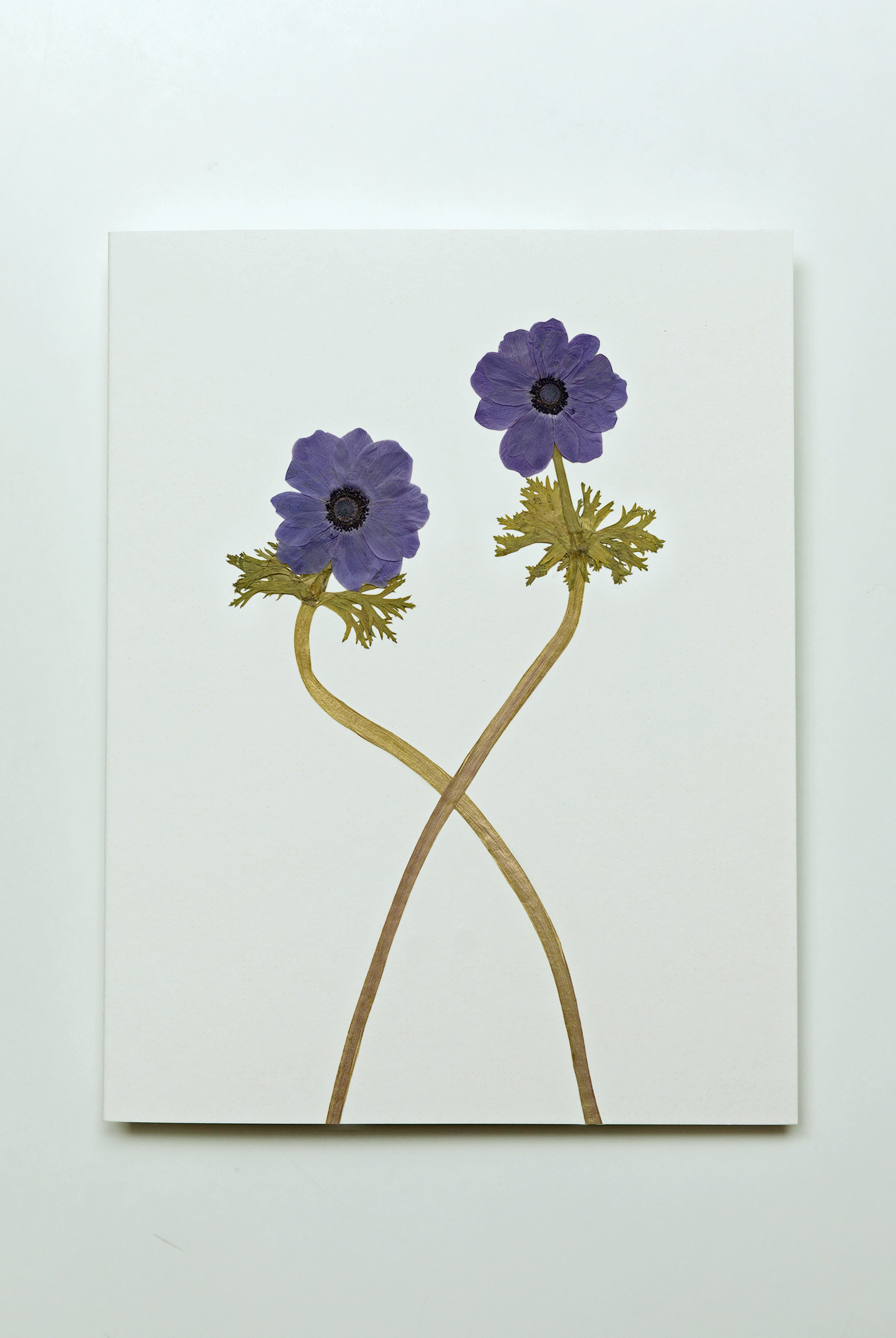 Anemone