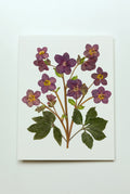 Hellebore — Plum