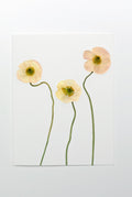 Icelandic Poppy