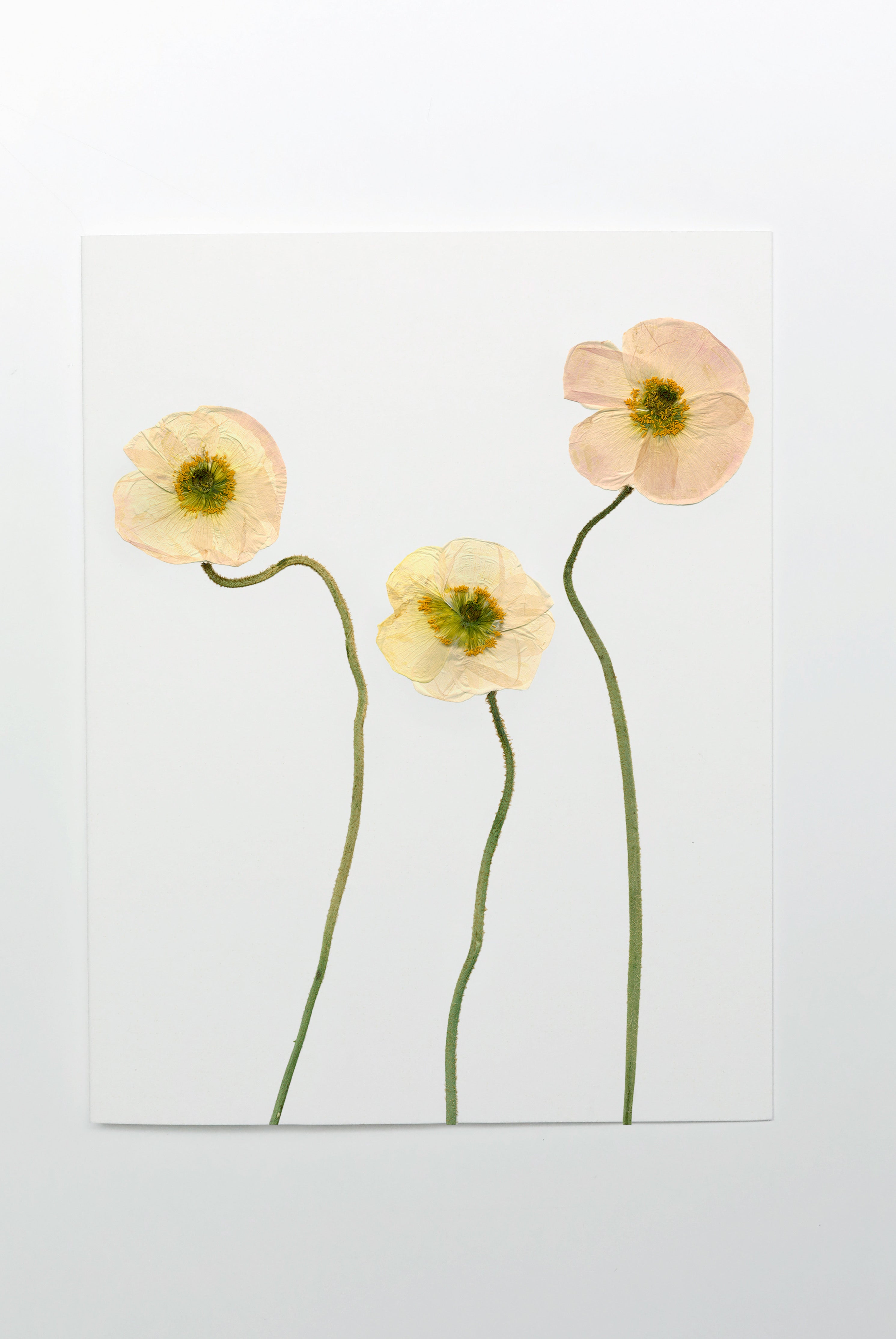 Icelandic Poppy