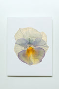 Pansy - Ivory