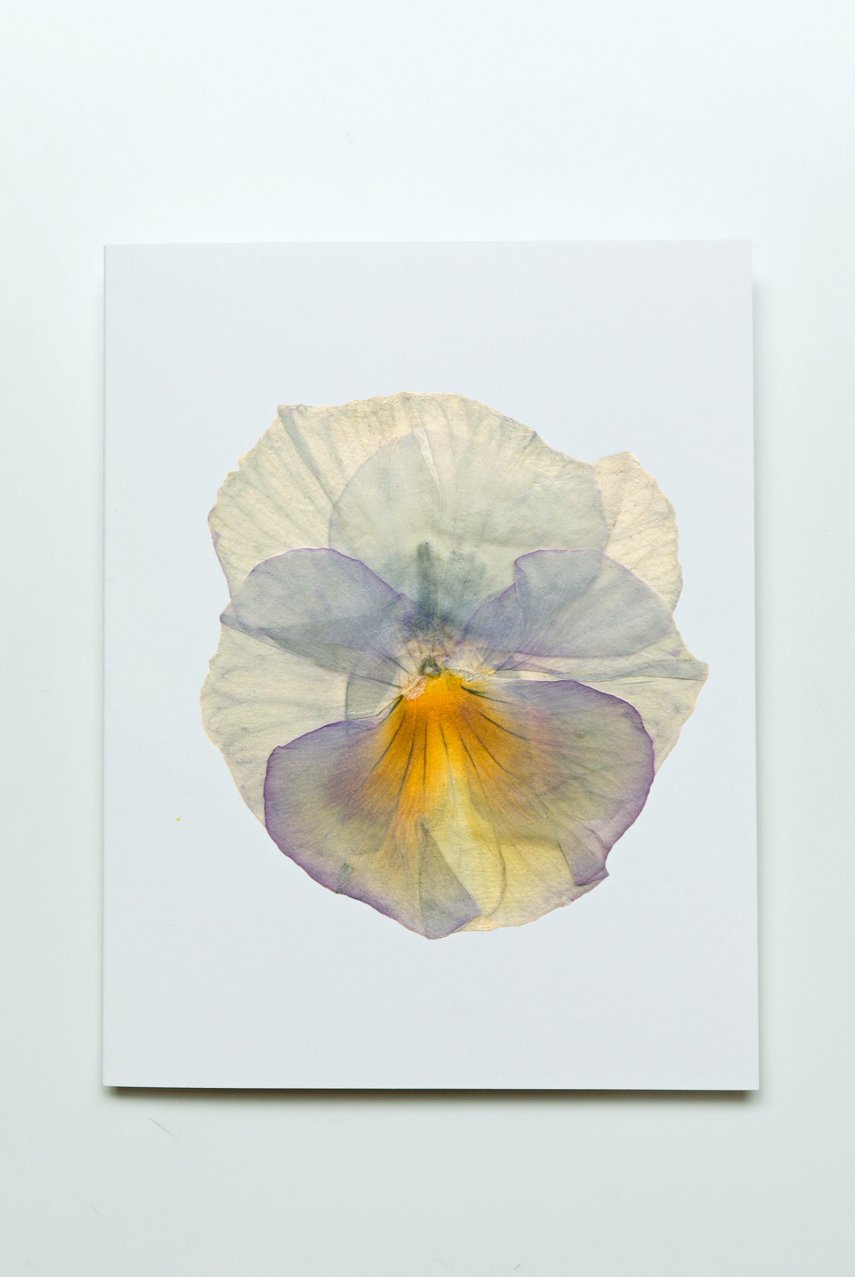 Pansy - Ivory