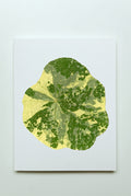 Nasturtium Leaf