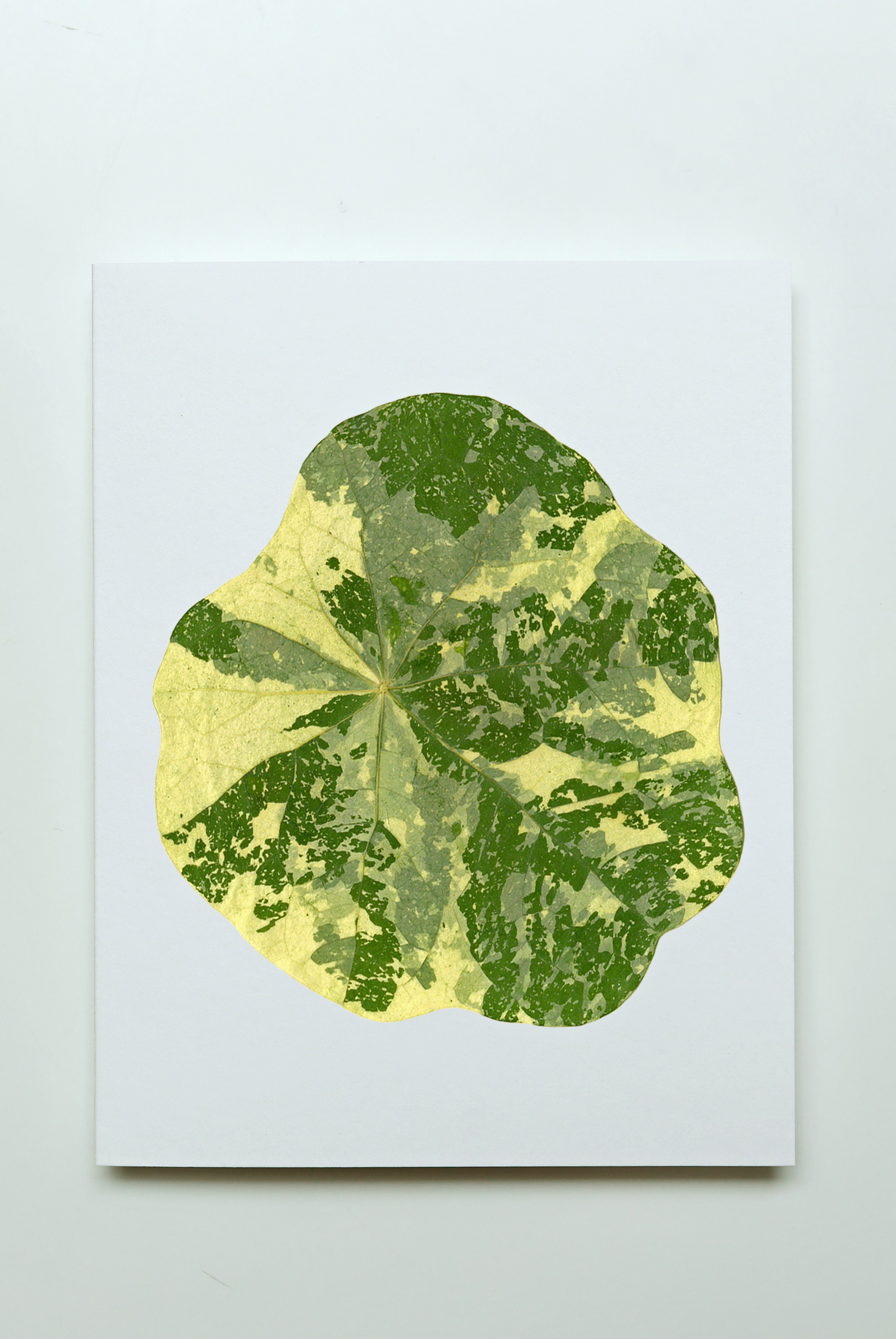 Nasturtium Leaf