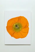Poppy — Persimmon