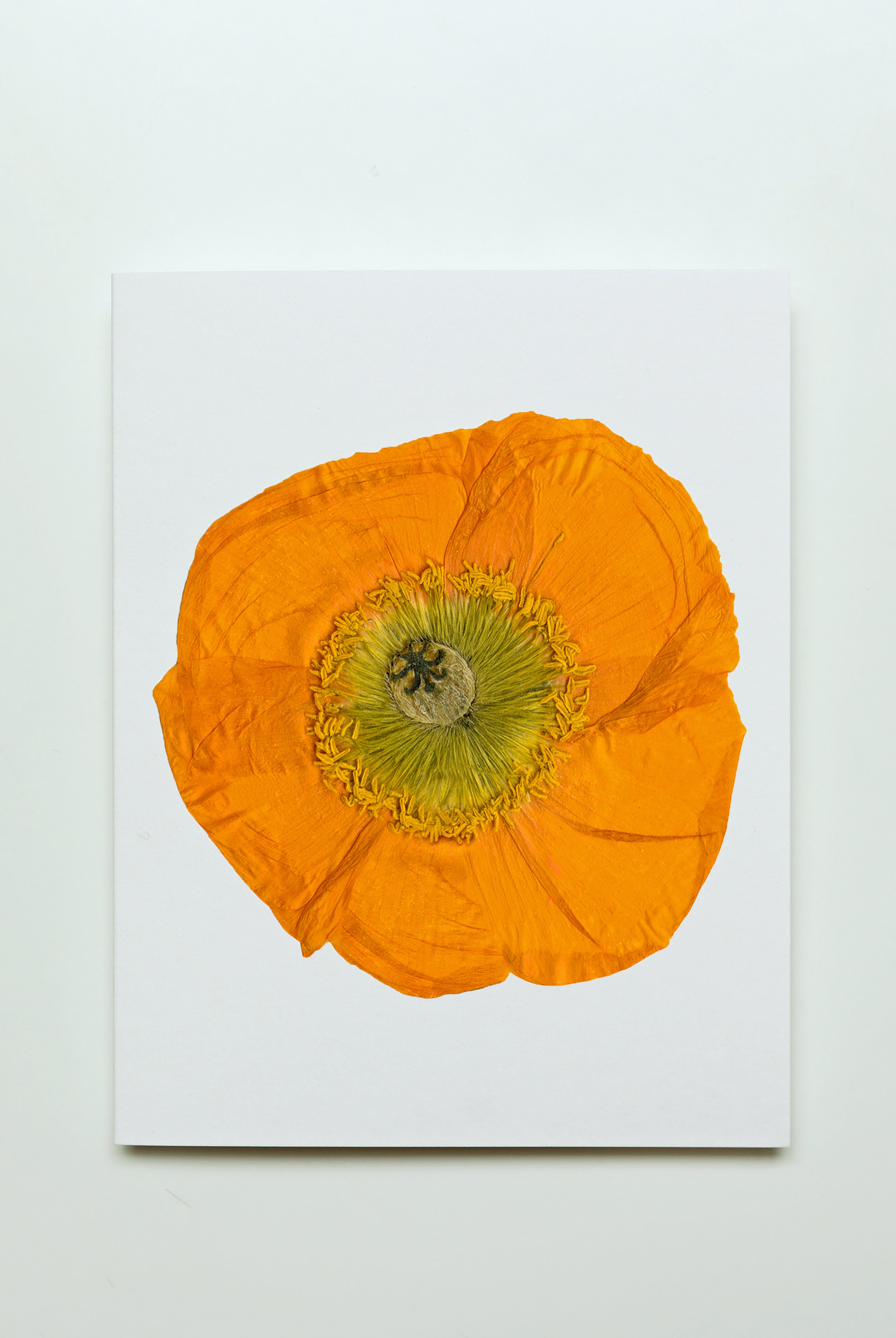 Poppy — Persimmon
